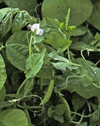 Sweet Pea Snap Pea | Obraz na stenu