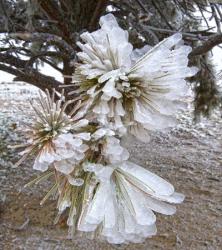 Pine Needles and Ice | Obraz na stenu