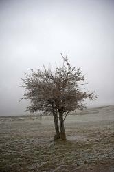 Cedar Tree | Obraz na stenu