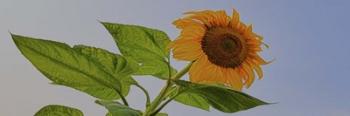 Sunflower Wild | Obraz na stenu