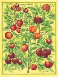 Cornell Apples | Obraz na stenu
