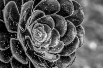 Monochrome Flower 27 | Obraz na stenu