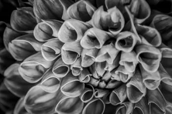 Monochrome Flower 33 | Obraz na stenu