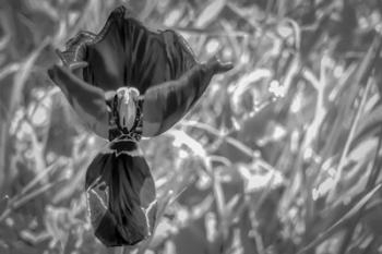 Monochrome Flower 56 | Obraz na stenu