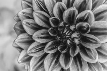 Monochrome Flower 70 | Obraz na stenu