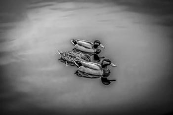 Three Little Ducks | Obraz na stenu