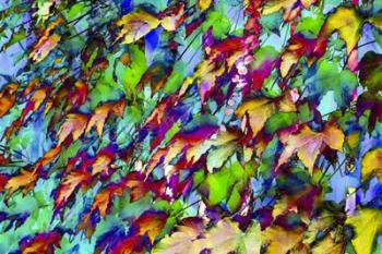 Colorful Foliage 10 | Obraz na stenu
