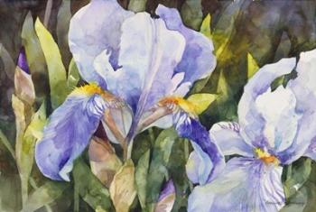 Purple Iris Closeup | Obraz na stenu