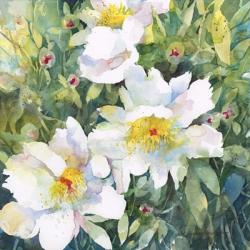 Pristine Peonies | Obraz na stenu