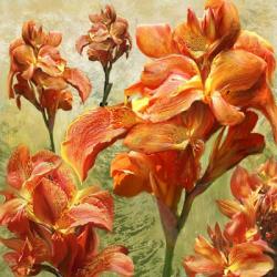 Orange Orchid Bloom | Obraz na stenu