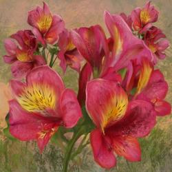 Pink Orchid Bloom 2 | Obraz na stenu