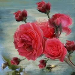 Pink Rose Bloom | Obraz na stenu