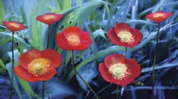 Poppies In The Garden | Obraz na stenu