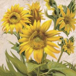 Sunflower Surprise 1 | Obraz na stenu