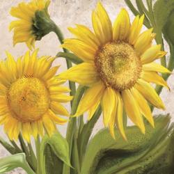 Sunflower Surprise 2 | Obraz na stenu