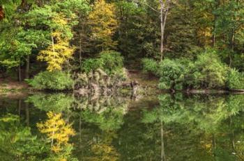 Autumn Forest Reflections Lake Side | Obraz na stenu