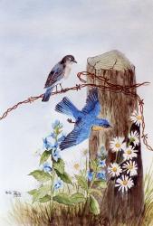 Bluebirds with Daisies | Obraz na stenu