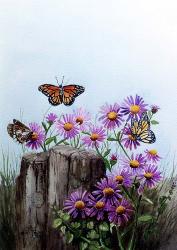 Butterflies | Obraz na stenu