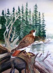 Red Tailed Hawk | Obraz na stenu