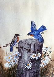 Bluebirds With Daisies 3 | Obraz na stenu