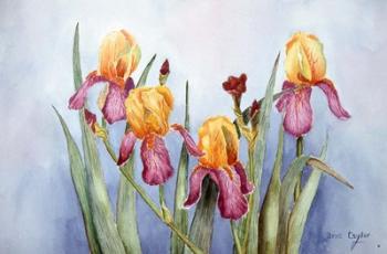 Irises Four | Obraz na stenu
