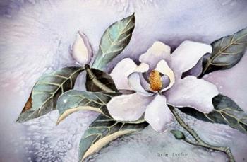 Magnolia Blossom | Obraz na stenu