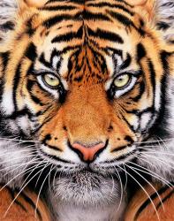 Tiger Face | Obraz na stenu