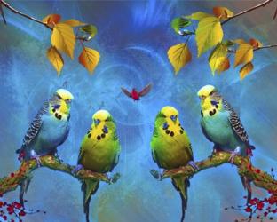 Color Birds | Obraz na stenu