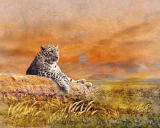 The Cat | Obraz na stenu
