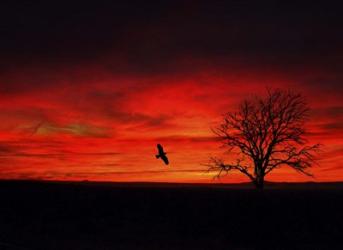 Lone Tree And A Bird | Obraz na stenu