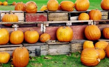 Pumpkins | Obraz na stenu