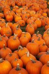 Pumpkins 2 | Obraz na stenu