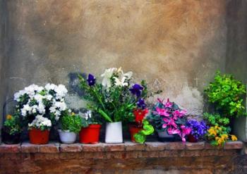 Wall Flowers | Obraz na stenu