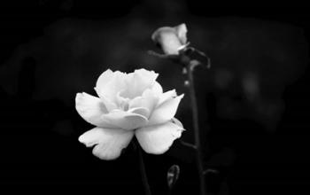White Rose | Obraz na stenu