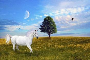Wild White Horse | Obraz na stenu