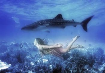 Swim with Tiger Shark | Obraz na stenu