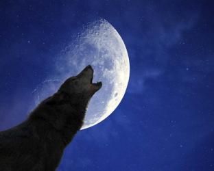 Wolf Night | Obraz na stenu