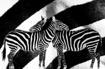 Zebra | Obraz na stenu