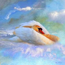 Beautiful Swan 2A | Obraz na stenu