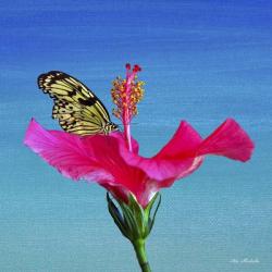 Butterfly And Flower 3X | Obraz na stenu