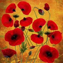 Poppy Flowers 2 | Obraz na stenu