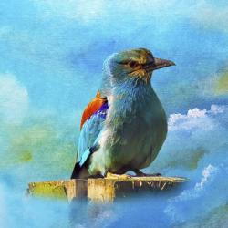 Blue Bird 2A | Obraz na stenu