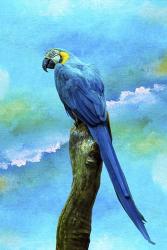 Blue Parrot | Obraz na stenu