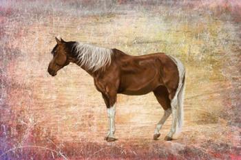 Horse Image | Obraz na stenu