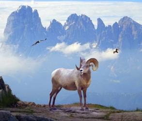 Mountain Sheep | Obraz na stenu
