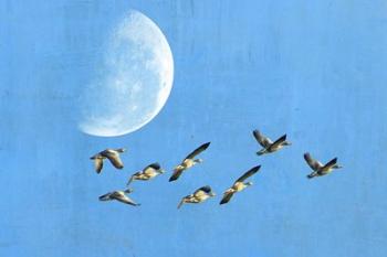 Birds And Big Moon | Obraz na stenu