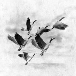 Birds Fly Away 2 | Obraz na stenu