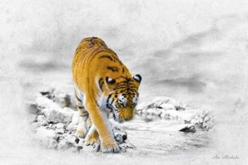 The King Tiger | Obraz na stenu