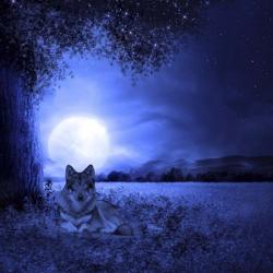 Moon Night And Wolf | Obraz na stenu