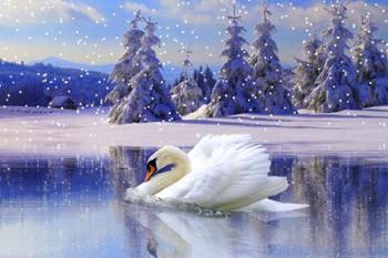 Swan Winter | Obraz na stenu
